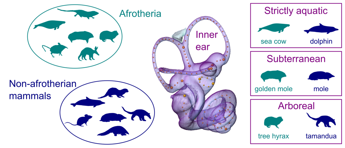 On the left, two ovals containing 6 silhouettes of animals inside each of them, corresponding to analogous mammals form 2 groups: Afrotheria (blue-green, top) and non-afrotherian mammals (dark blue, bottom). In the middle, a transparent representation of the 3D surface of the bony labrinth of a mouse deer, with big and small yellow spheres to represent landmarks and semi-landmarks, respectively. On the right, 3 boxes for strictly aquatic, subterranean and arboreal habitats (form top to bottom), representing an afrotherian mammal (blue-green, left) and its non-afrotherian analogue (dark blue, right) for each category: sea cow and dolphin, golden mole and mole, tree hyrax and tamandua.