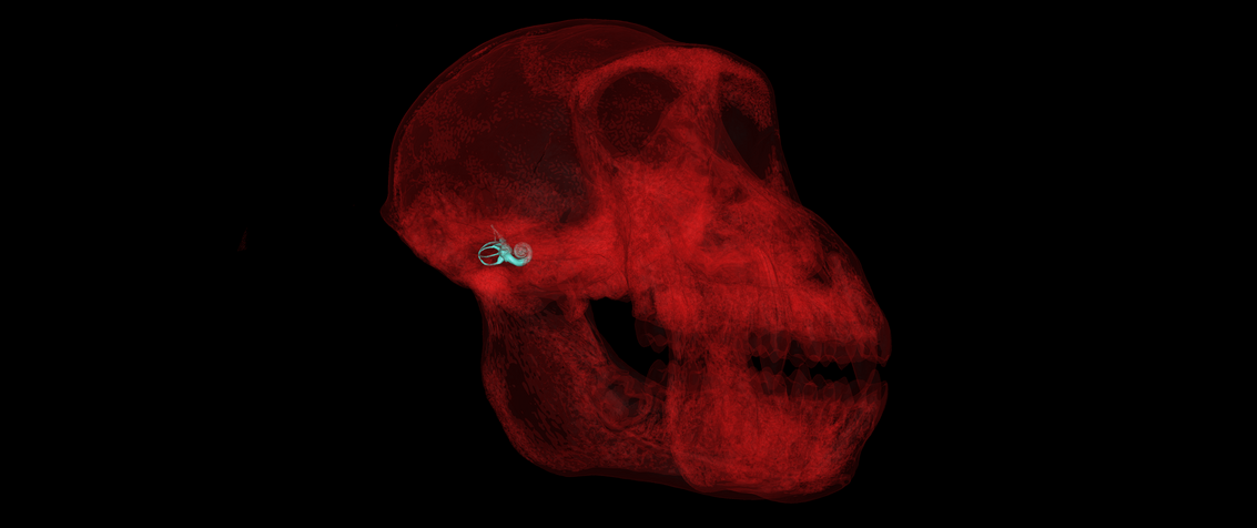 Localisation of the right bony labyrinth (turquoise) in the skull of a baboon (red), seen by transparency. 